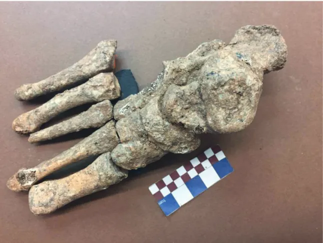 Fig. 3. Anatomical connection of a right foot belonging to an adult female recovered from the atrium of Tomb 2 of Perdigões (adapted from  Rodrigues, 2017).