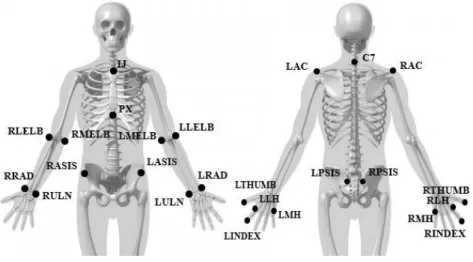 Figure 1: Anatomical marker set used to model the pelvis, trunk and upper limbs . 