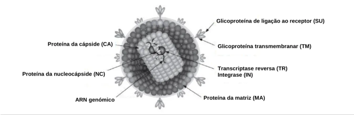 Figura 1. Diagrama esquemático de um retrovírus. Adaptado de Lairmore (2011).  