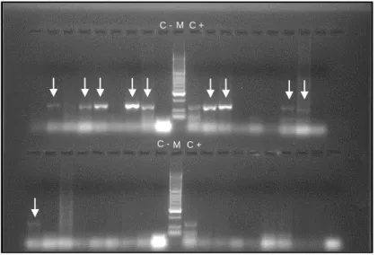 Figura 9. Fotografia de gel de agarose após corrida de RT-PCR convencional para detecção  de FCV