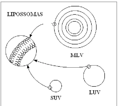 Figura  6.  Classificação  de  lipossomas  quanto  ao  diâmetro  e  número  de  bicamadas  (Adaptado  de 