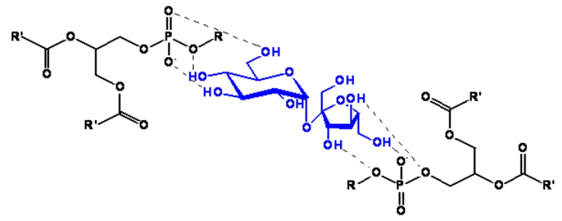 Figura 12. Representação esquemática da interação fosfolípide-açúcar. 