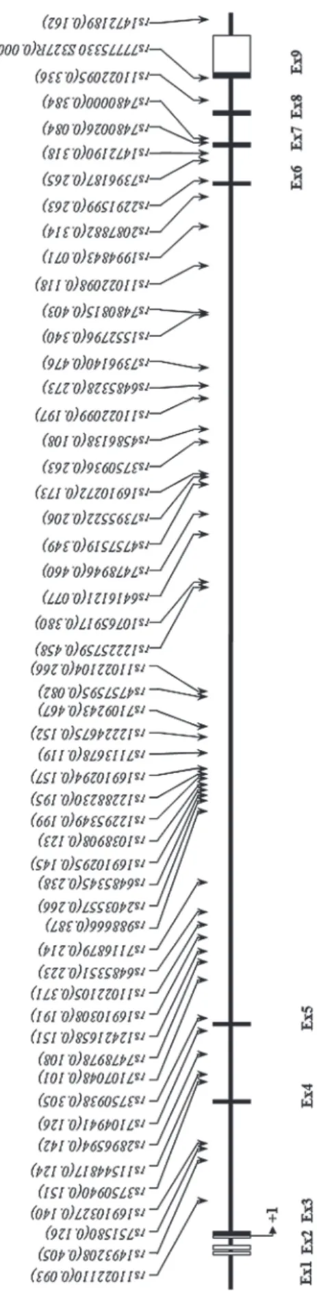 Figure 1 - Map of DKK3 (dickkopf 3 homolog) on chromosome 11p15.2 (46.38 kb).