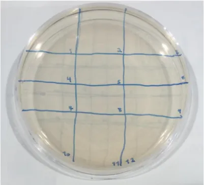 Figure 2.1 Example of YES agar plate used to streak each strain’s 12 cell lines. The grid pattern  allows us to streak all 12 on the same plate, one per area