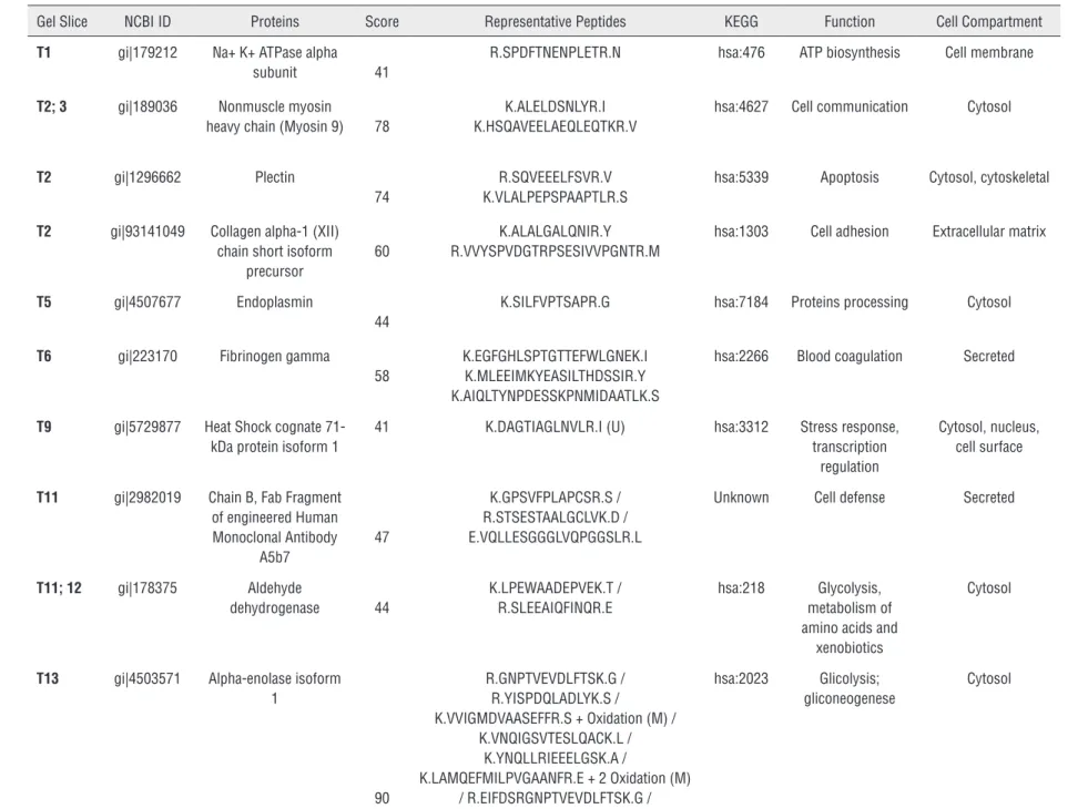 Table 2 - Proteins identified in pool of patients with SCCP (Group 1)