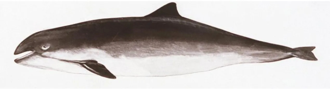 Figura 4 – Ilustração de Phocoena phocoena, por Al Denbeigh. Retirado de http://wildwhales.org/harbour- http://wildwhales.org/harbour-porpoise/ 