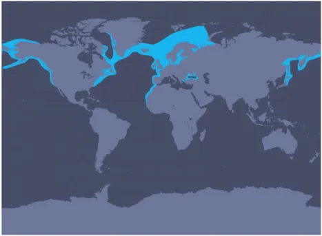 Figura 5 – Mapa da distribuição mundial da espécie Phocoena phocoena. Retirado de  http://us.whales.org/species-guide/harbour-porpoise)
