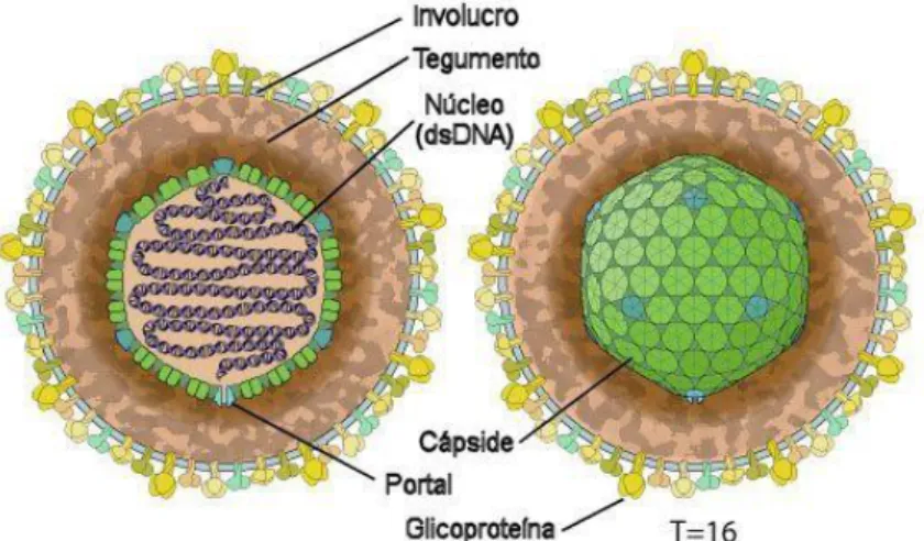 Figura 9 – Esquema de um virião de herpesvirus. Adaptado de  http://viralzone.expasy.org/all_by_species/176.html