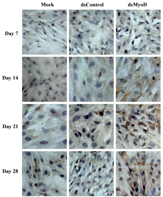 Figure 3 - Immunocytochemical analysis of desmin protein expression in ADSCs following transfection of dsMyoD at different  time points