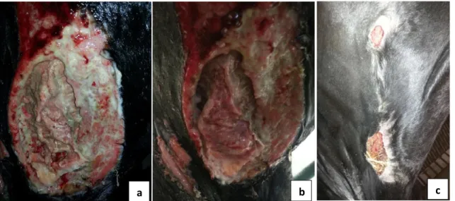 Figura 12 – Trauma na região esternal, que evoluiu conforme se pode ver nas imagens a, b  e c, no espaço de 8 semanas