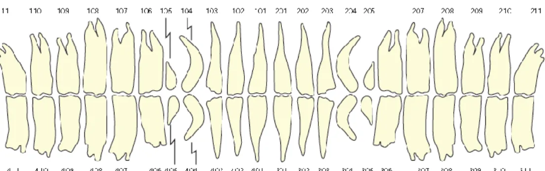 Figura 18 – Esquema ilustrativo do Sistema Triadan Modificado para a nomenclatura  dentária (adaptado de Dixon, 2011)
