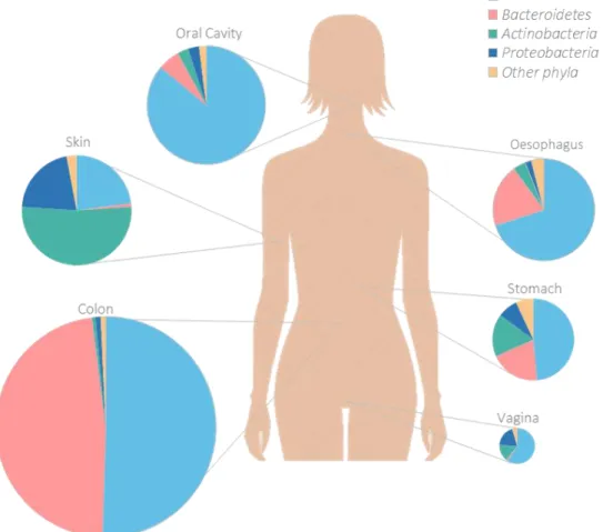 Figure 1 - Bacterial phyla composition at body human sites. Adapted from Dethlefsen et al, 2007 [5] and Blum, 2017 [6]