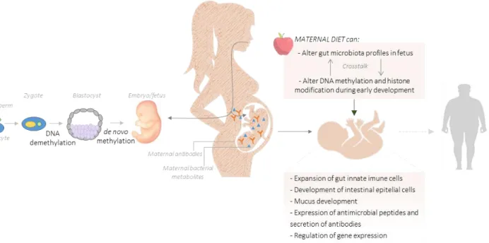 Figure 4 - Maternal diet can alter the structure and function of the gut microbiota  leading to an epigenetic reprogramming  processes (DNA methylation and histone modification) during early embryogenesis