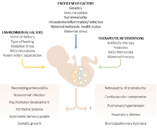 Figure 5 - Gut microbiota of preterm infants. Environmental and endogenous factors, as well as pre- and postnatal therapeutic  interventions  can  determine  the  composition  of  gut  microbiota  of  preterm  infants