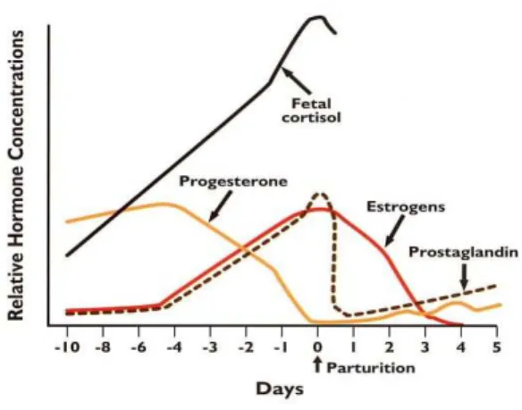Gráfico 5 - Concentrações hormonais relativas durante o pré parto, parto e pós parto (Adaptado de  Senger, 2005) 