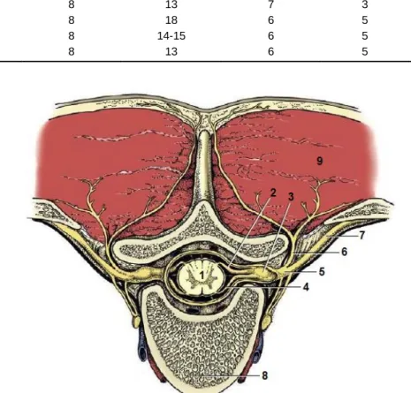 Figura 4 – Representação esquemática da secção transversal da coluna vertebral, em que se apresenta  a constituição de um nervo espinal (Adaptado de: Dyce et al., 2009)