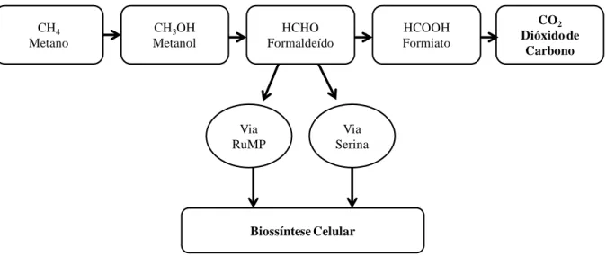 Figura 4-3 - Via metabólica do metano e assimilação de formaldeído 