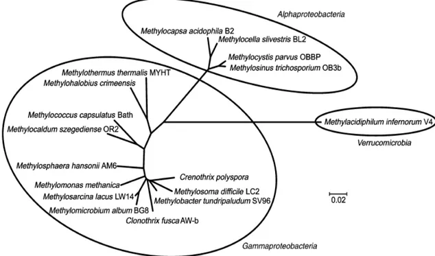 Figura  4-4.  Árvore filogenética  mostrando  as  espécies  de  metanotróficas  conhecidas  com  base nas sequências do gene RNAr 16S