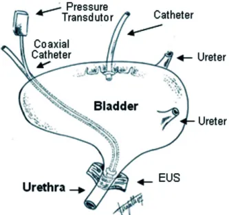 Figure 1 – Representative diagram of experimental model applied  in this study, and simultaneous evaluation of the urinary bladder  isovolumetric pressure and isotonic urethral pressure of normal female  rats, anesthetized with urethane.