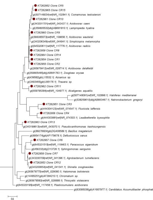 Figure 6. Phylogenetic tree based on full-length nucleotide sequences of 16S rRNA gene of clones  CR1-15 (in the tree preceded by a filled red dot)