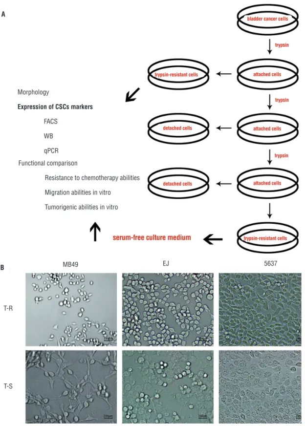 Figure 1 - Isolation of cells by differential adhesion method and serum-free culture medium (SFM) method