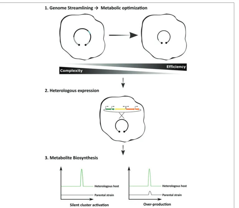 FIGURE 1 | Optimized workflow for the heterologous expression of biosynthetic gene clusters