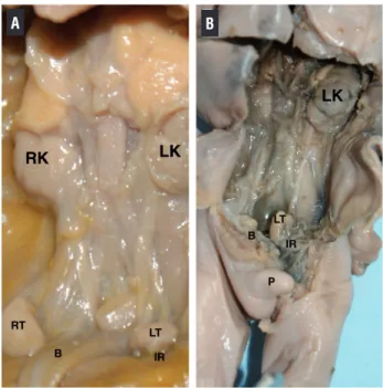 Figure 3 - Position of the testes relative to the internal ring. 