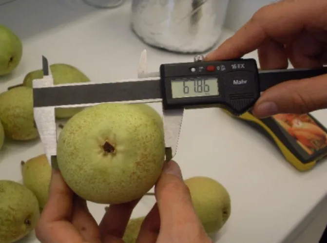 Figura 3 - Medição do peso dos frutos  utilizando uma balança KERN S72 