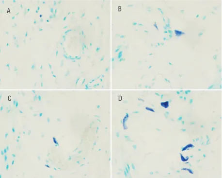 Figure 8 - The MC infiltration of small intestine in the 4 groups (×400). 