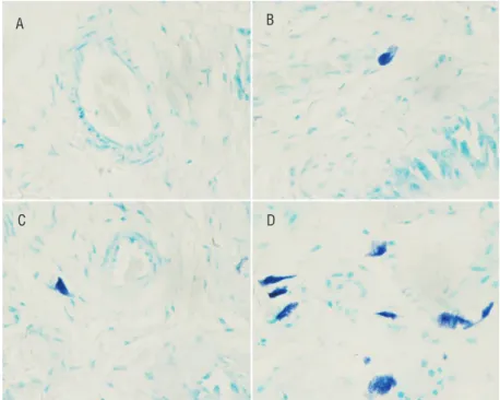 Figure 9 - The MC infiltration of large intestine in the 4 groups (×400). 