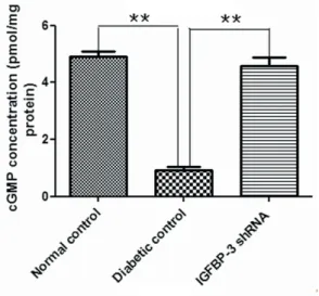Figure 4 - cGMP Concentrations in Rat Cavernous Tissue.