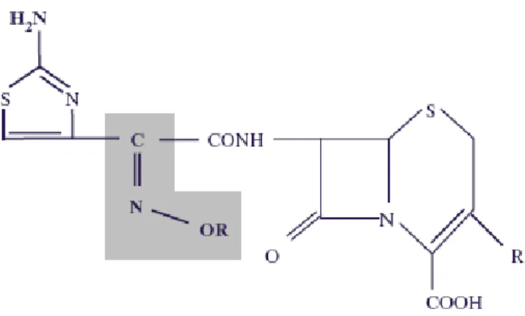 Figura  1-  Estrutura  de  uma  oximino-cefalosporina.  O  Grupo  C=N-OR,  sombreado,  protege o anel β-lactâmico do ataque das clássicas β-lactamases