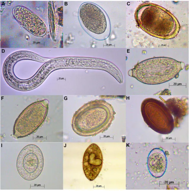 Figura  2:  Imagens  de  microscopia  (400x)  de  ovos,  oocisto  e  larva  de  enteroparasitos 
