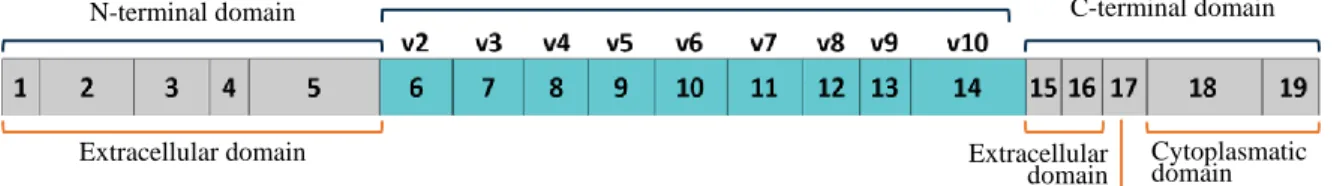 Figure 3.  CD44  Open Reading Frame and exon/protein domains correspondence. Adapted from  [ 56 ]