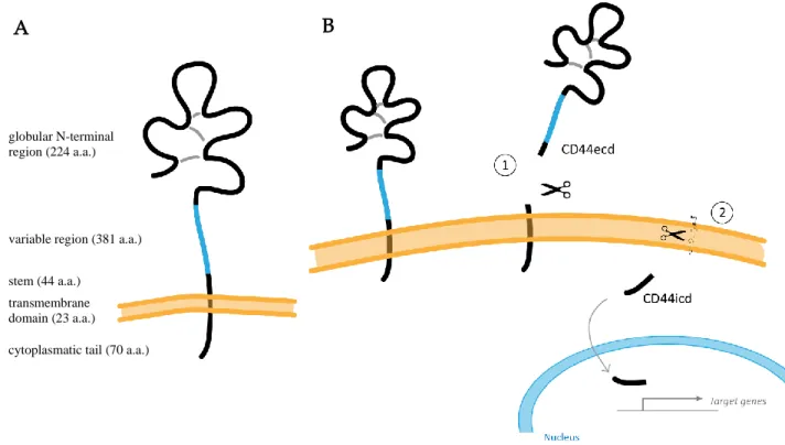 Figure 4. Schematic illustration of a full-length CD44 protein. (A) CD44 domains, relative positions and  sizes are represented