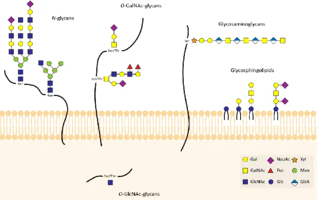 Figure 5. Schematic representation of the common classes of glycoconjugates in mammalian cells