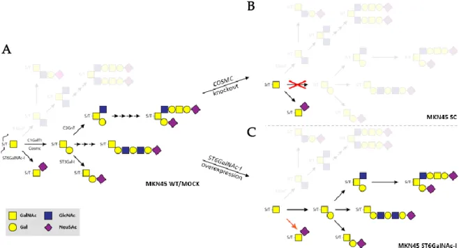 Figure 7. Schematic representation of the mucin-type  O -glycan biosynthesis pathway (A) in the MKN45  gastric  carcinoma  cell  line  control  models,  MKN45  wild  type  (WT)  and  MKN45  MOCK  transfected  cells