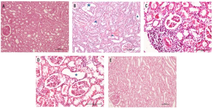Figure 1 - a) Normal histological structure in the sham group, regular edges observed [Periodic acid-schiff (PASx100)]