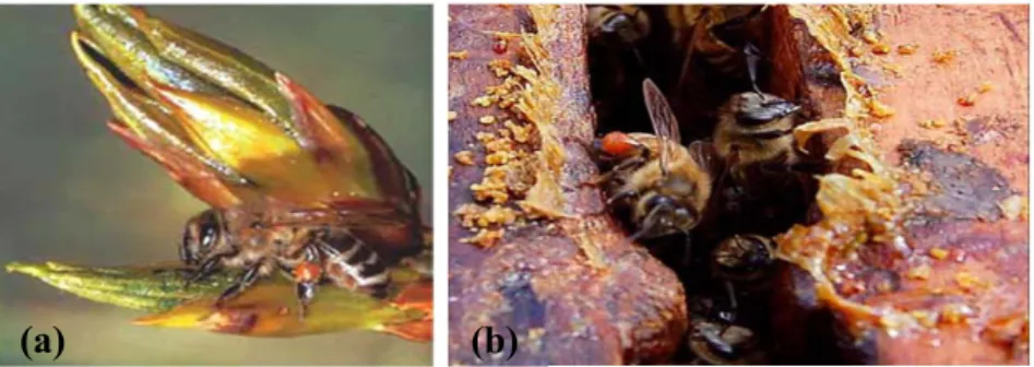Figure 1.2 (a) Bee collecting resin from a poplar bud; 2  (b) Resin-forager returns to the hive with  a load of resin on her corbicula