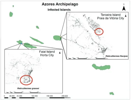 Fig. 7. Map of the distribution of R. grassei (blue dot) and R. flavipes (yellow dot) in the  Azores