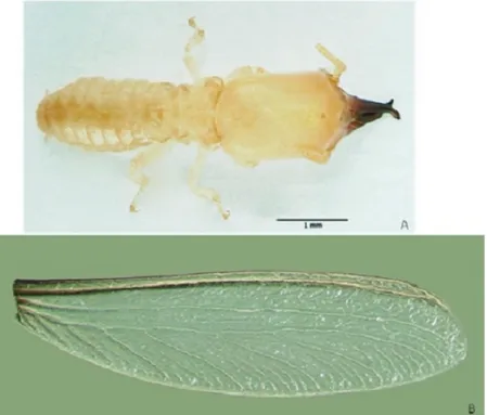 Fig. 6.  The species Reticulitermes flavipes Kollar. A. Soldier caste (photo by E.  Men- Men-donça)