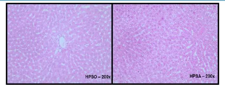 Figure 5 – Histological section of liver stained with Hematoxylin and Eosin (H&amp;E) of rats fed with a highly palatable (HP) diet for 10 weeks, supplemented  with soybean oil (HPSO) or safflower oil (HPSA) for 10 weeks n = 5-6