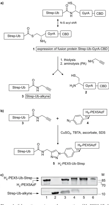 Figure 1.  Schematic overview on the generation of H 6 -PEX5-Ub-Strep. (a) The expressed fusion protein Strep- Strep-Ub-GyrA-CBD (1) was bound to a chitin matrix by its CBD and incubated with 2-mercaptoethanesulfonic  acid (MESNA) to release the Strep-Ub-M