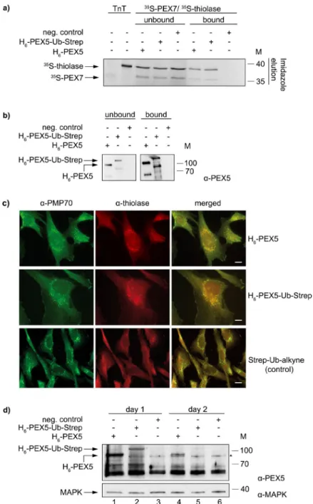 Figure 2.  Functional studies of recombinant H 6 -PEX5-Ub-Strep in vivo and in vitro. (a) Pull-down assay with  magnetic Ni-beads that were coupled with purified H 6 -PEX5 and H 6 -PEX5-Ub-Strep, respectively or without  protein (control)