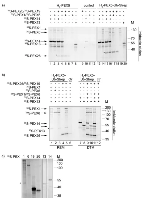 Figure 4. H 6 -PEX5 and H 6 -PEX5-Ub-Strep interact with the peroxisomal export machinery and with PEX13  and PEX14