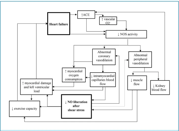 Figure 1 – Cycle dysfunction representation between heart failure and endothelial dysfunction