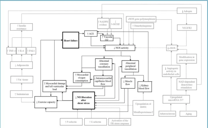 Figure 2 – Representation of cycle dysfunction between heart failure and endothelial dysfunction with genetic and other influences 