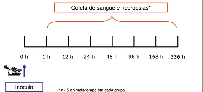 Figura 1:  Esquema de imunização, coleta de sangue e necropsias dos animais