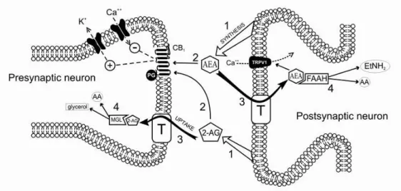 Figura 1- Ilustração do modelo de transmissão sináptica mediada pelo sistema  endocanabinoide (modificado de Saito et al., 2010)