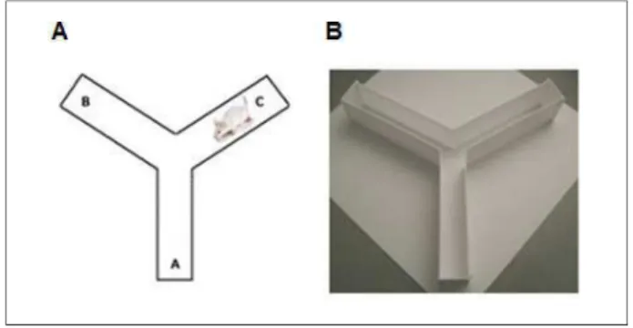 Figura 4: L ABIRINTO EM  Y - (A) Figura esquemática e (B) imagem representativa do aparato utilizado no  teste